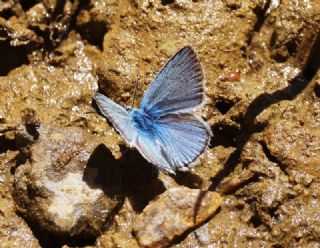 okgzl Ar Mavisi (Polyommatus vanensis)