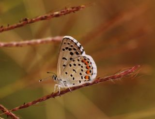 Himalaya Mavisi (Pseudophilotes vicrama)