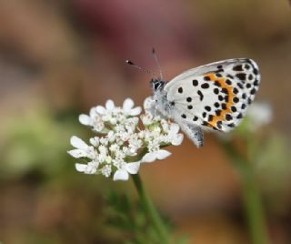 Kara Mavi (Scolitantides orion)