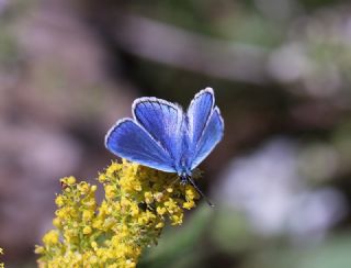 okgzl Bilgini (Polyommatus bilgini)