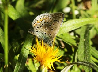 okgzl Hatay Mavisi (Polyommatus bollandi)