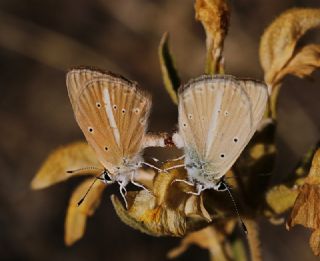 okgzl Demavend Esmeri (Polyommatus demavendi)