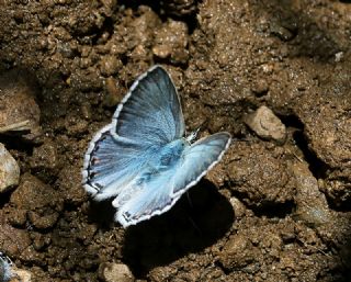 okgzl Hakkari illisi (Polyommatus dezinus)