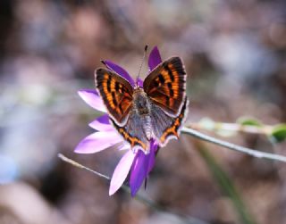 Benekli Bakr Gzeli (Lycaena phlaeas)