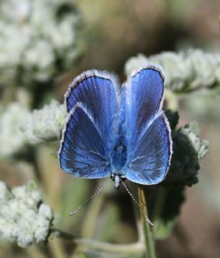 okgzl Karabet Mavisi (Polyommatus haigi)