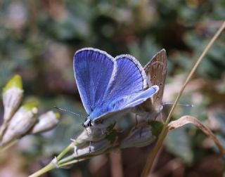 okgzl Karabet Mavisi (Polyommatus haigi)