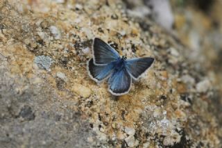 okgzl fikarmon (Polyommatus iphicarmon)