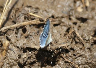 okgzl Poseydon Mavisi (Polyommatus poseidon)