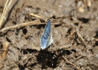 Mara Mavisi (Polyommatus maraschi)