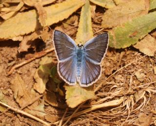 �okg�zl� Surako Mavisi&nbsp;(Polyommatus&nbsp;surakovi)