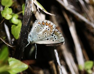 okgzl Teberda Mavisi (Aricia teberdina)