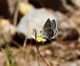 okgzl Torul Mavisi (Aricia torulensis)