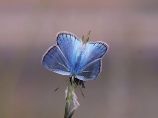 okgzl Zap Mavisi (Polyommatus zapvadi)