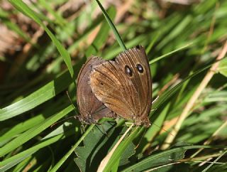 Kara Hayalet (Minois dryas)
