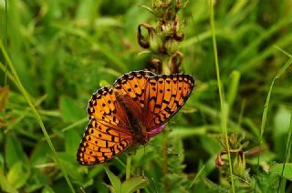 Gzel nci (Argynnis aglaja)