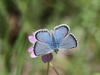 okgzl Balkan Mavisi (Aricia anteros )