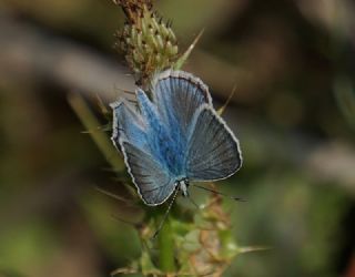 okgzl figenya (Polyommatus iphigenia)