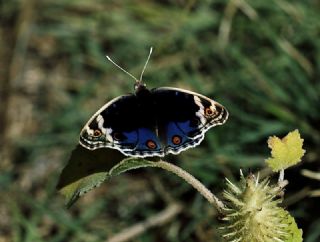 Dicle Gzeli (Junonia orithya)