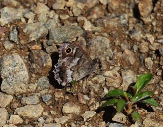 Anadolu Karamelei (Hipparchia fatua)