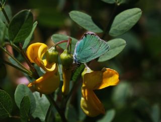 Byk Zmrt (Callophrys herculeana)