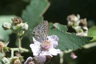 Mavi Zebra (Leptotes pirithous)