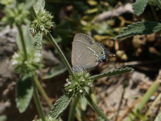 ranl Sevbeni (Satyrium marcidum)