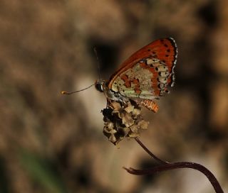 Benekli parhan (Melitaea didyma)