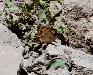 Levantin Yalanccads (Pseudochazara pelopea)
