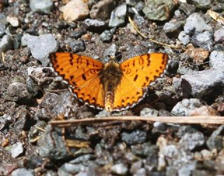 ? Tan�ms�z T�r&nbsp;(n/a&nbsp;NA)