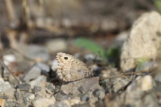 Seyit (Arethusana arethusa)