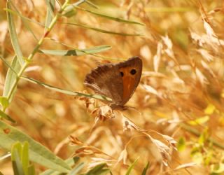 K���k Esmerperi&nbsp;(Hyponephele&nbsp;lycaon)