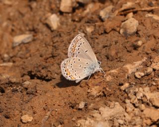 T�rkmenistan Esmerg�z�&nbsp;(Plebejus&nbsp;zephyrinus)