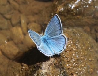 okgzl figenya (Polyommatus iphigenia)