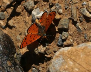 Benekli parhan (Melitaea didyma)
