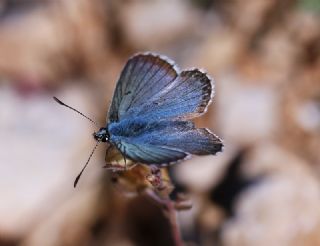 okgzl Balkan Mavisi (Aricia anteros )