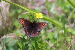 Harem Gzelesmeri (Erebia ottomana)