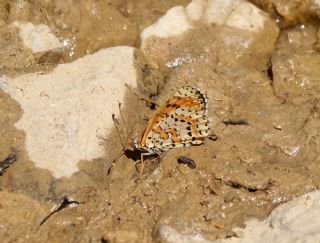 Benekli parhan (Melitaea didyma)