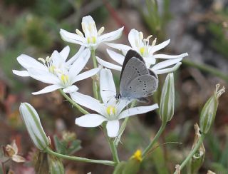 Minik Kupid (Cupido minimus)