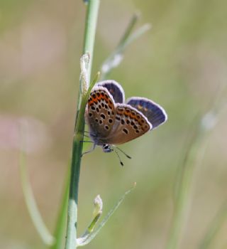 Gm Lekeli Esmergz (Plebejus argus)