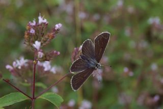 okgzl Orman Esmeri (Aricia artaxerxes)