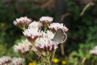 okgzl Mavi (Polyommatus icarus)