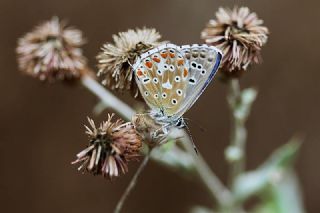 okgzl Gk Mavisi (Polyommatus bellargus)