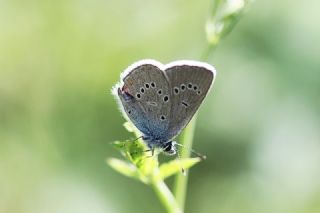 Mazarin Mavisi (Polyommatus semiargus)