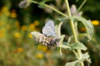 Kutsal Mavi (Celastrina argiolus)