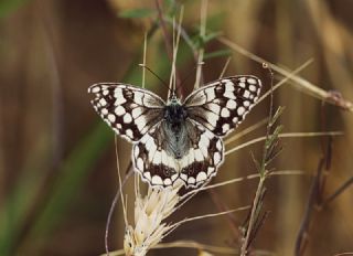 Anadolu Melikesi (Melanargia larissa)