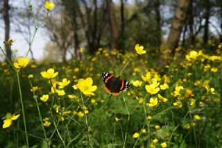 Atalanta (Vanessa atalanta)