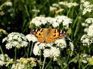 Diken Kelebei (Vanessa cardui)