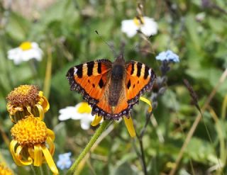 Aglais (Aglais urticae)