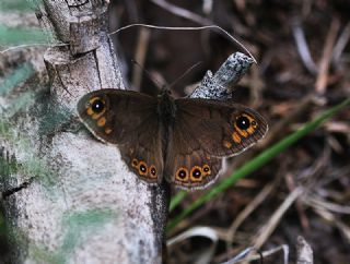 Orman Esmerboncuu (Lasiommata petropolitana)