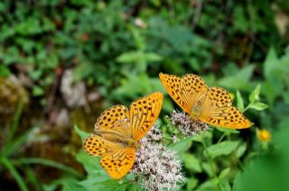 Cengaver (Argynnis paphia)